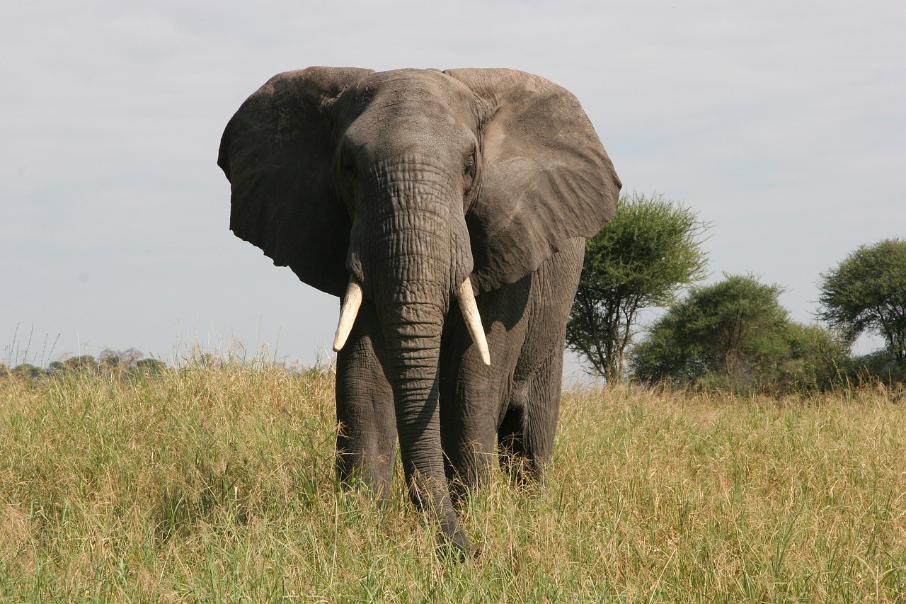 Photo de l'étape Tarangire