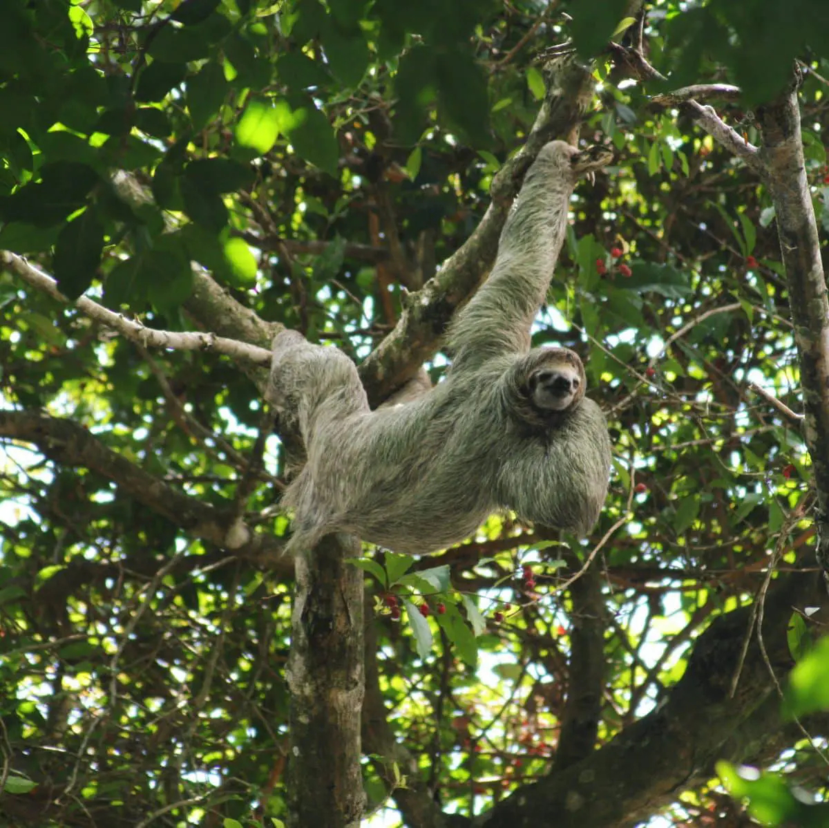Photo de l'étape Tortuguero