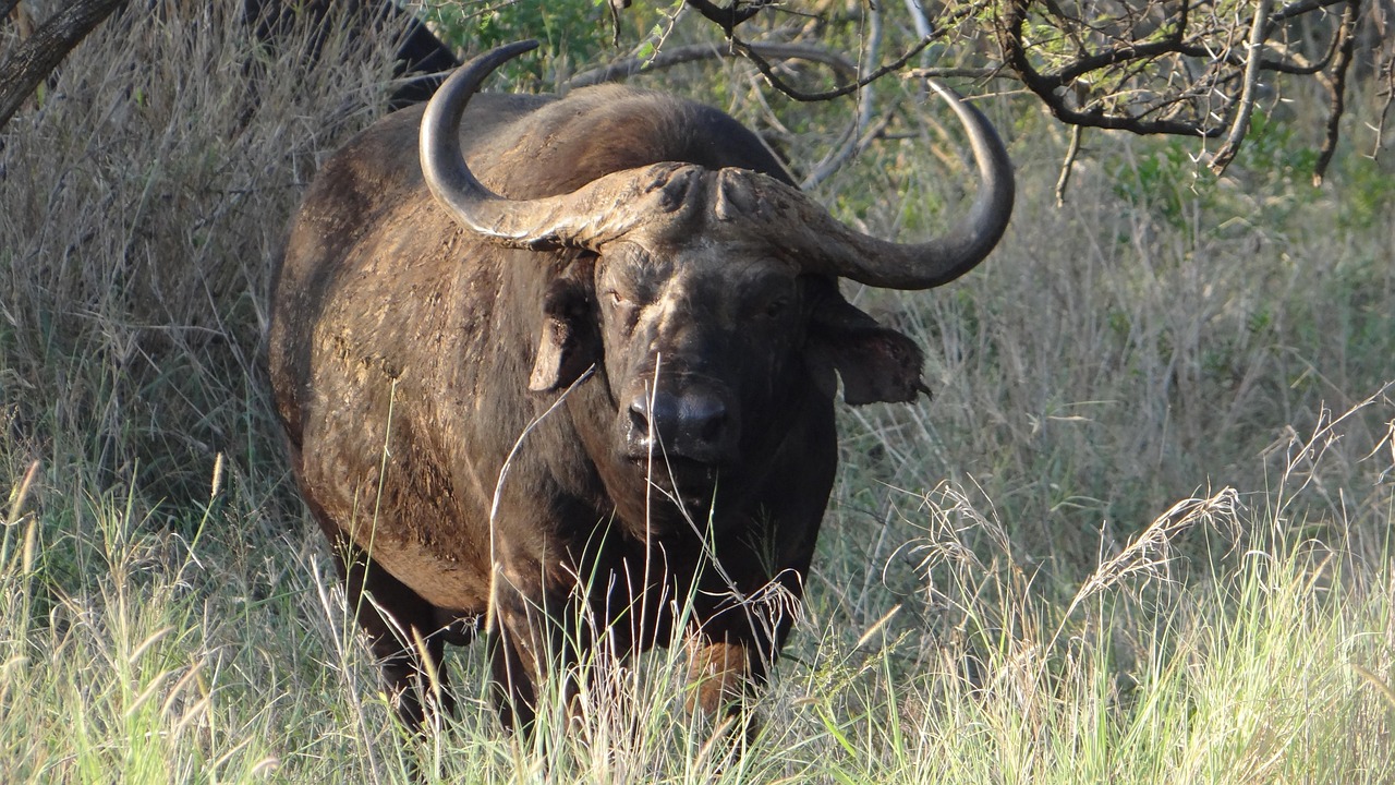 Photo de l'étape Parc national Kruger