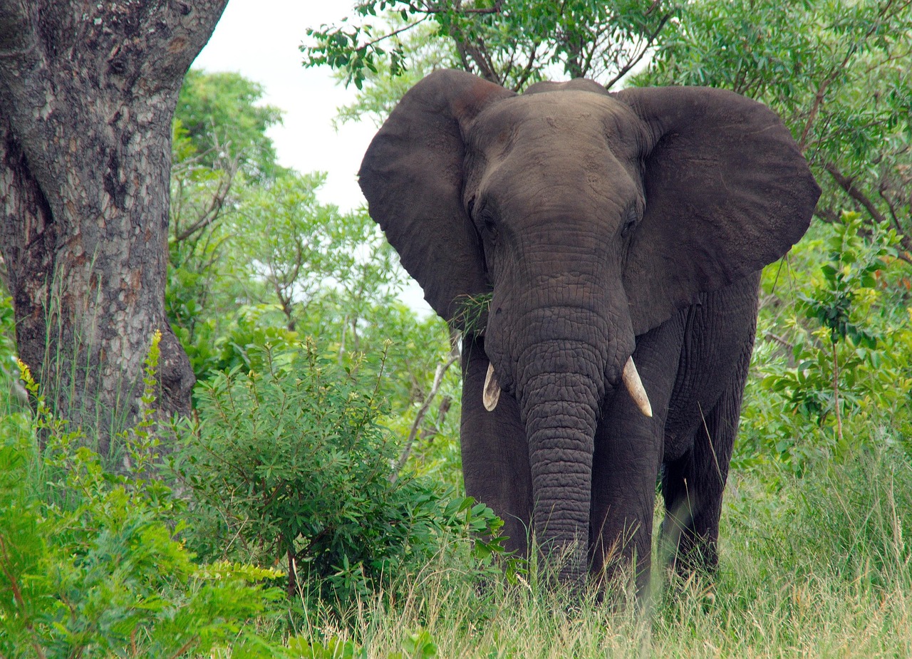 Photo de l'étape Parc national Kruger