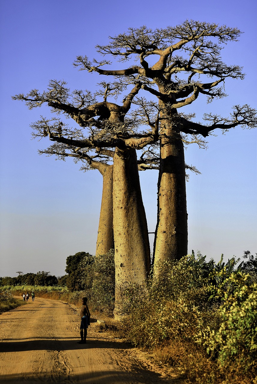 Photo de l'étape Morondava